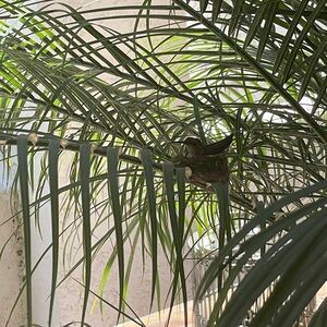 Business /Chic plaid short sleeve dress